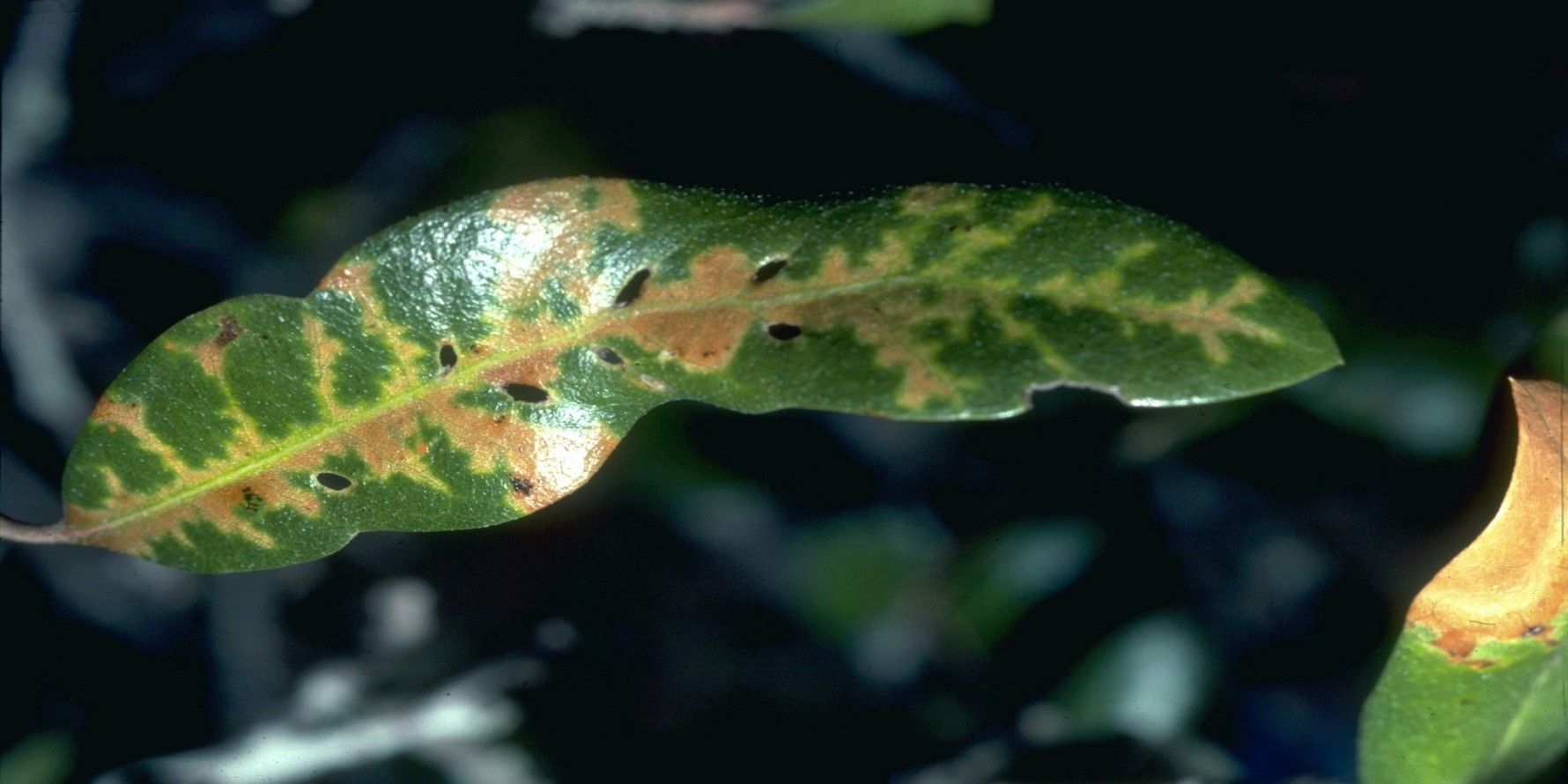 اسلاید هفتم